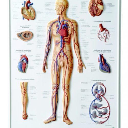 3D Relief Poster 'Gefäss-System des Menschen'