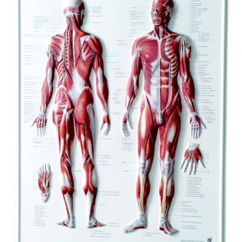 3D Relief Poster 'Muskelsystem des Menschen'