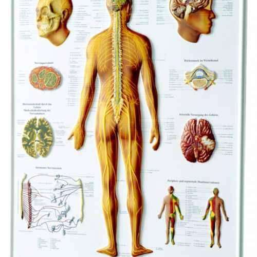 3D Relief Poster 'Nervensystem des Menschen'