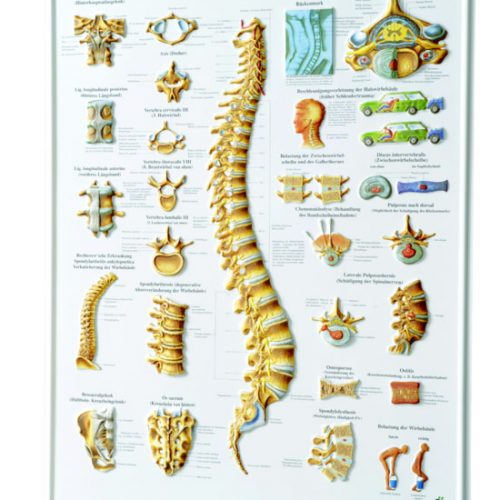 3D Relief Poster 'Die Wirbelsäule'