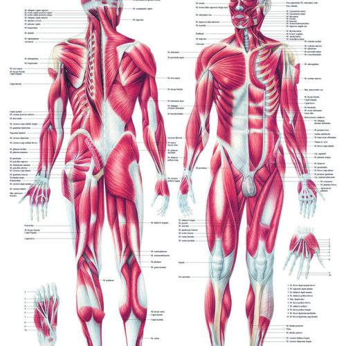 Lehrtafel 'Muskelsystem des Menschen' laminiert