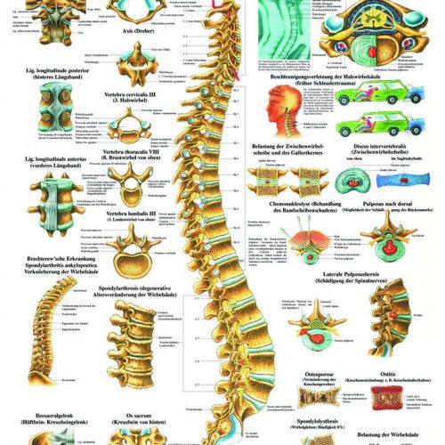 Lehrtafel 'Die Wirbelsäule' laminiert