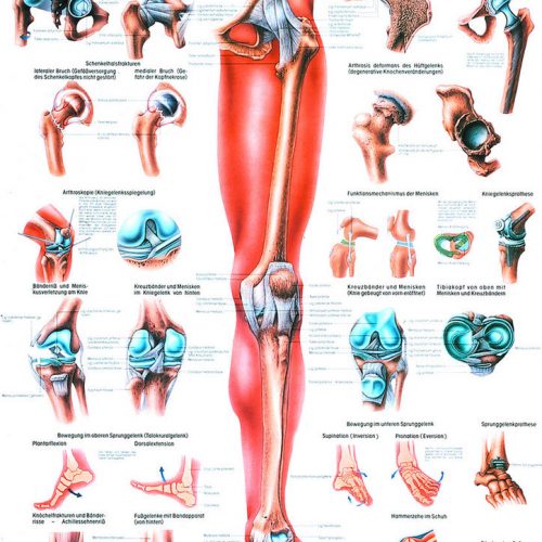 Lehrtafel 'Die untere Extremität' laminiert