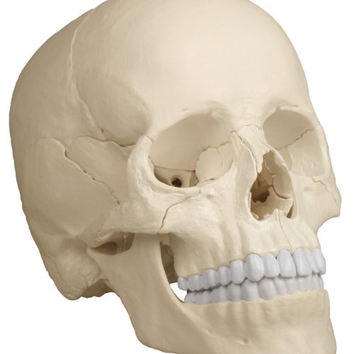 Ostheopathie-Schädelmodell 22-tlg